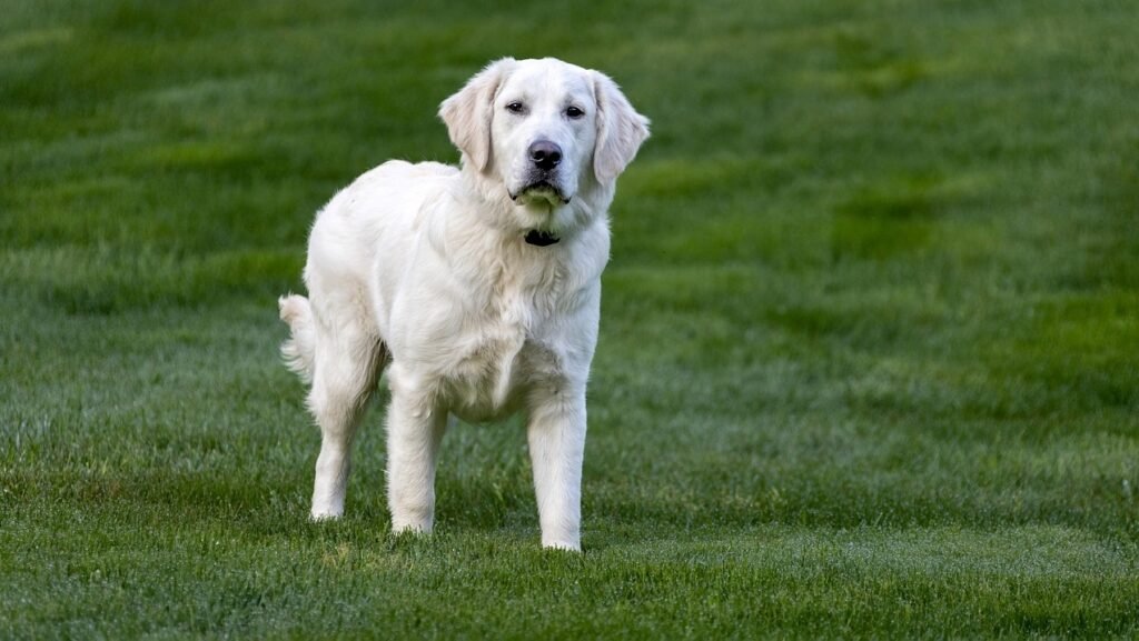 A white Labrador dog