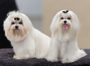 Maltese dogs.