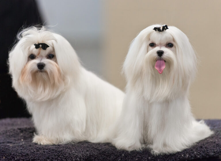 Maltese dogs.