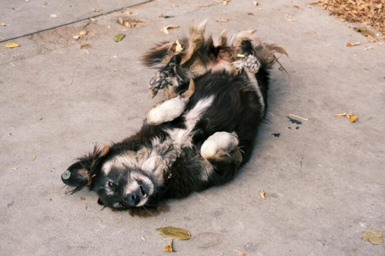 dog sighing reasons