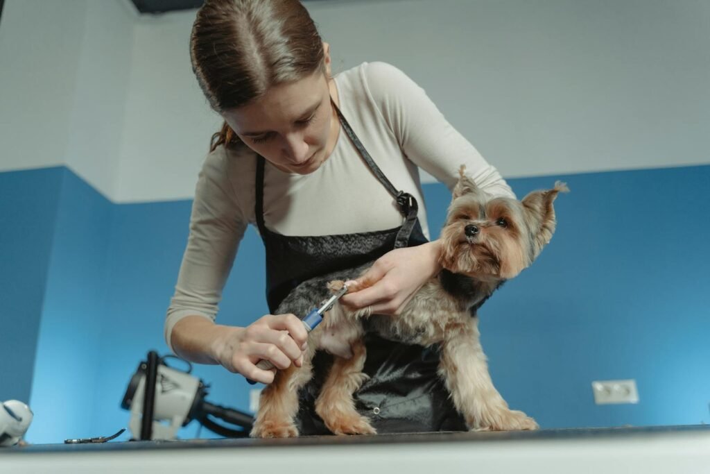 A female pet groomer trims a terrier dog's fur in an indoor grooming salon.