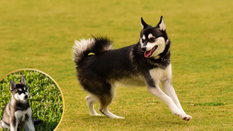 Featured image: Alaskan Klee Kai