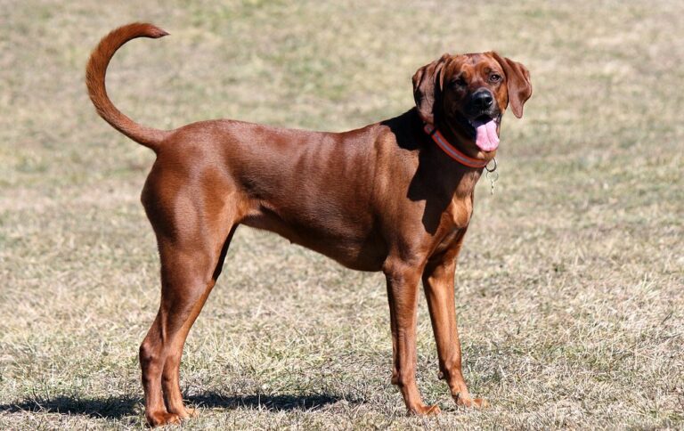 Female Redbone Coonhound