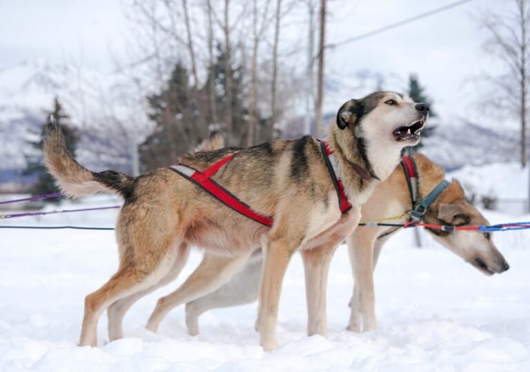 Alaskan huskies lined up, ready for the sled race.