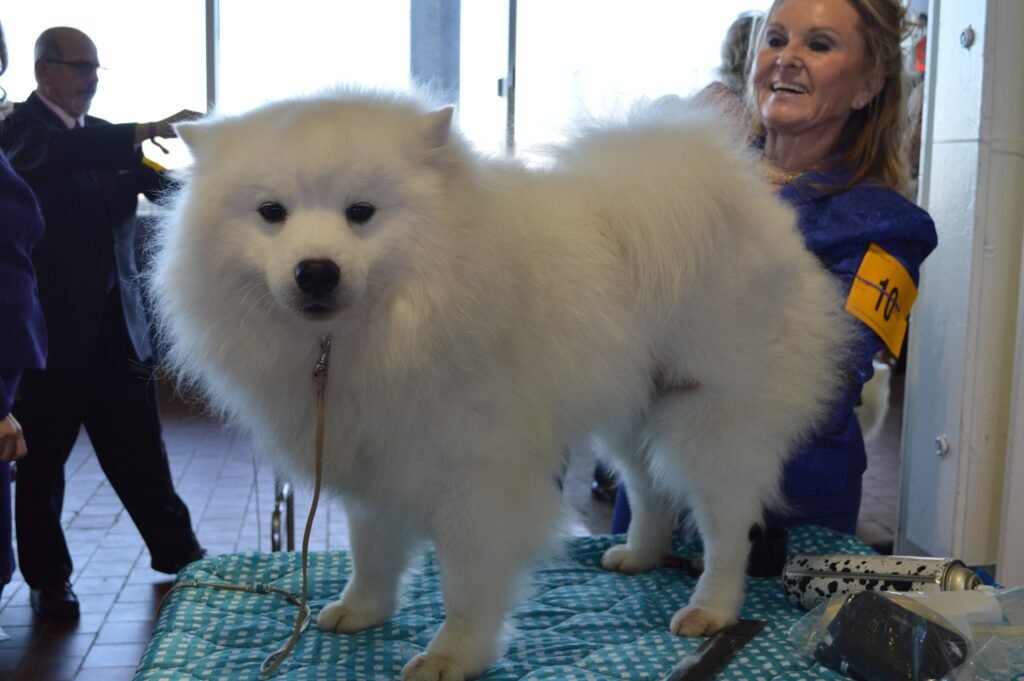 American Eskimo Dog