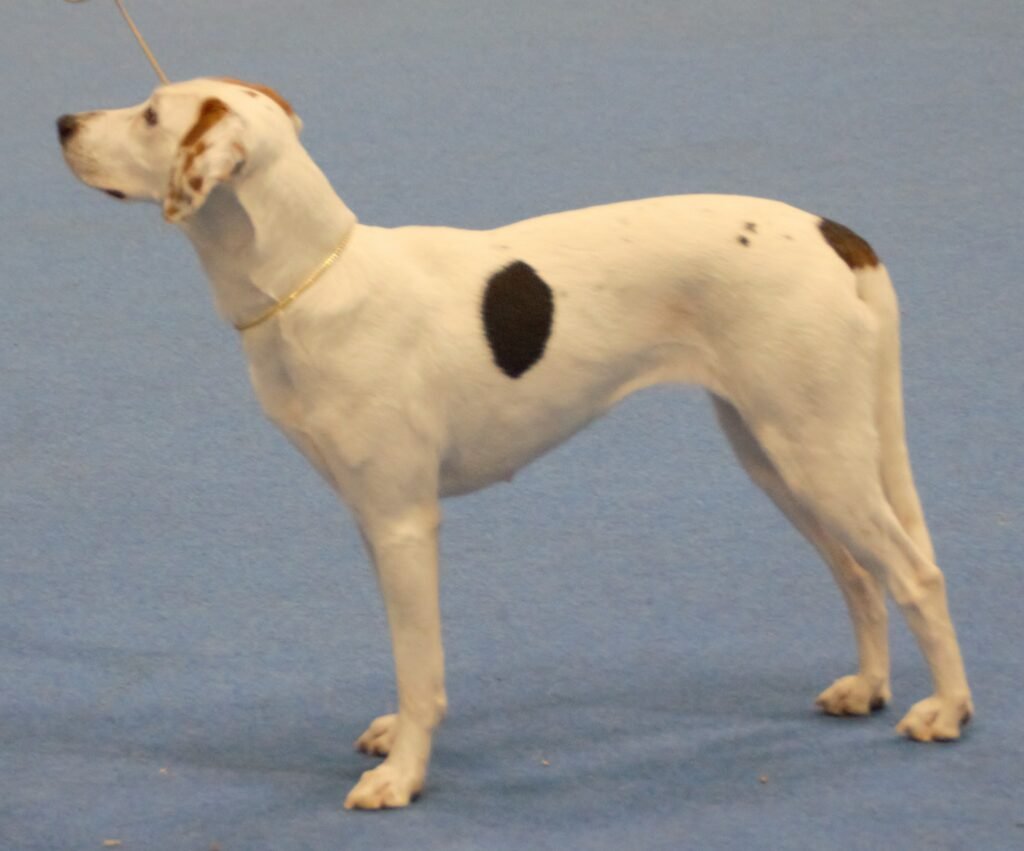 American foxhound