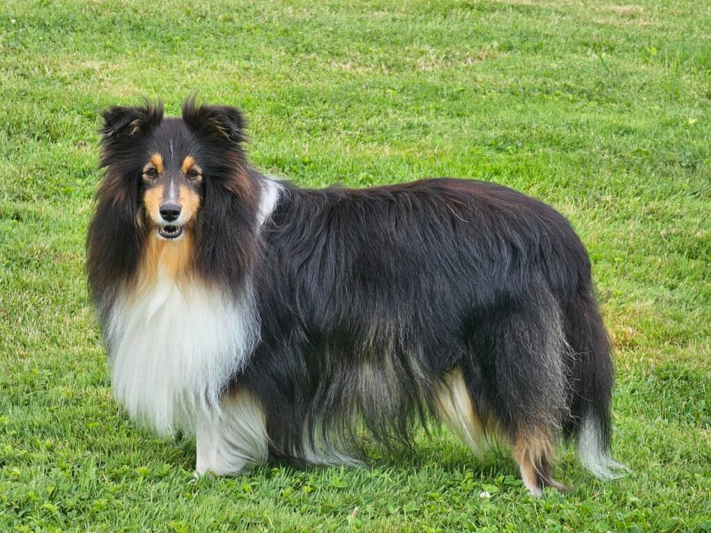 Shetland sheepdog