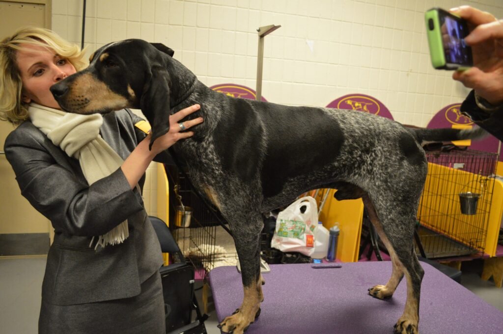 Bluetick Coonhound