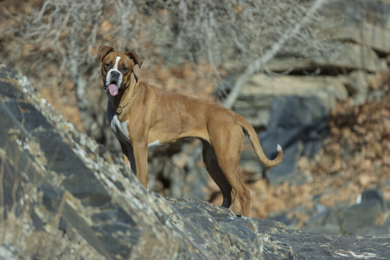 Boxer dog.