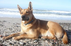 Carolina Dog