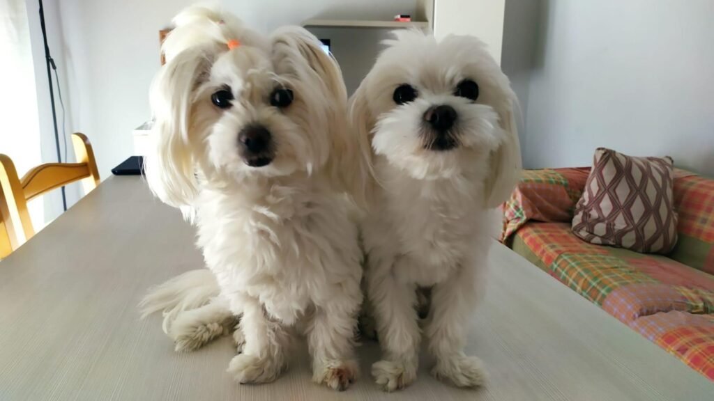 Maltese dog.
