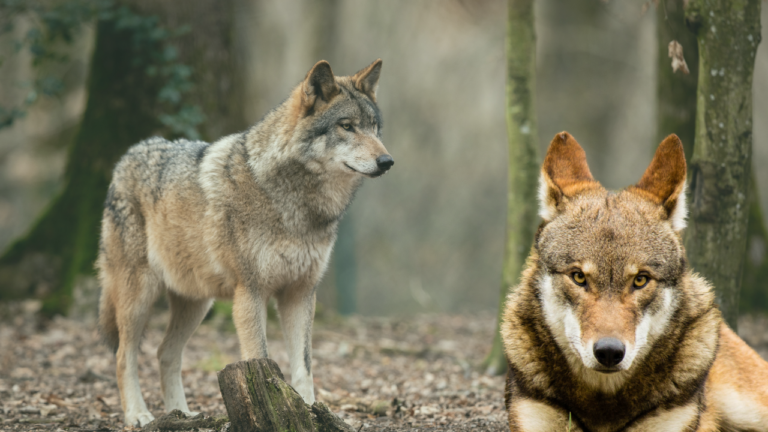 Red wolf in Carolina forest