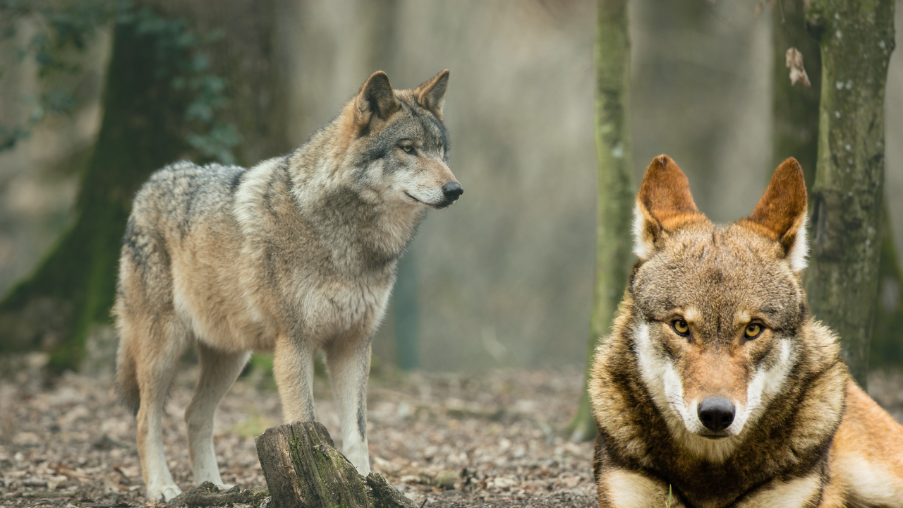 10 Facts About the Carolina Red Wolf, the Rarest Wolf in the World