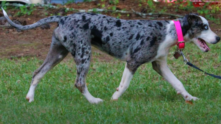 American leopard hound walking on grass.