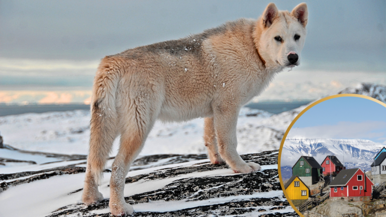 Large Greenland dog