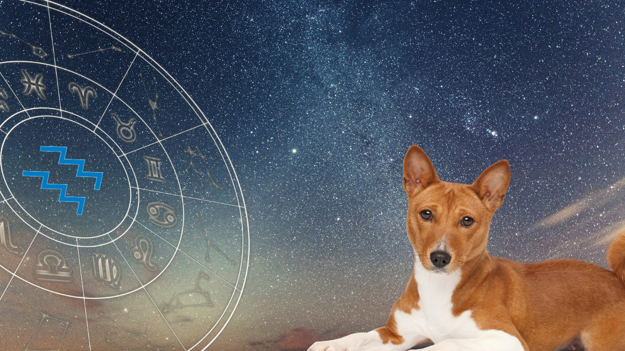 12 Dog Breeds Most Compatible with the Zodiac Sign Aquarius