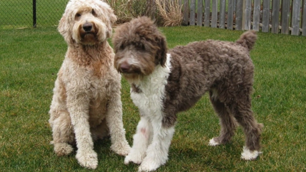 Two Aussiedoodles