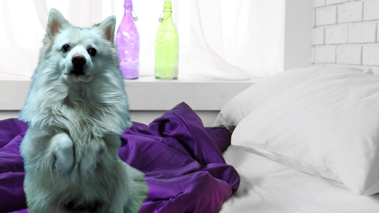 Yuki an Indian Spitz.