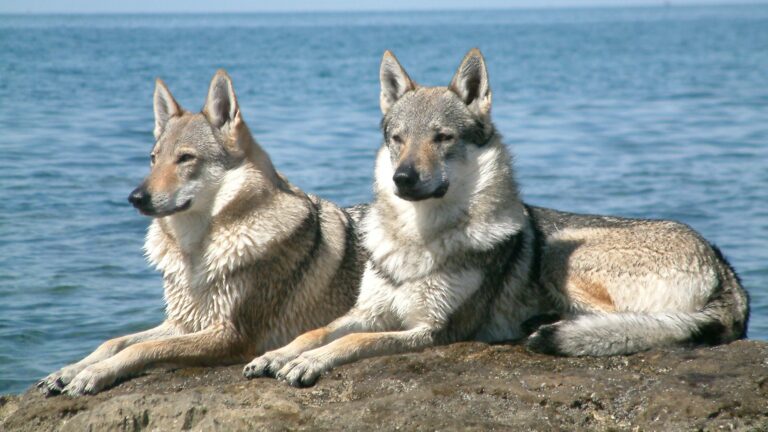 Czechoslovakian_Wolfdog_pair
