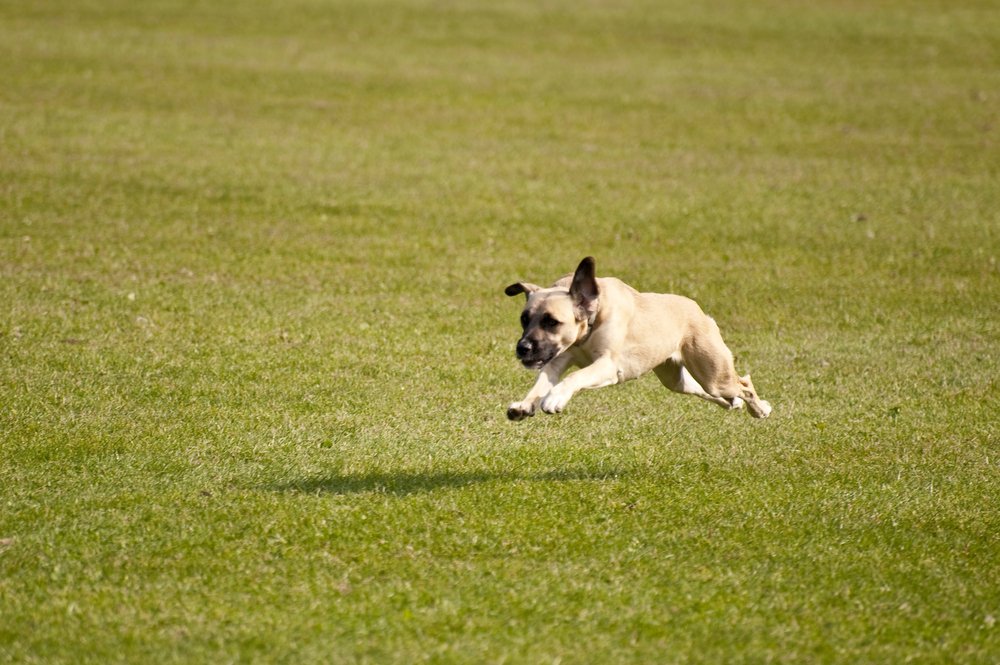 The Adorable Reason Why Dogs Get the Zoomies