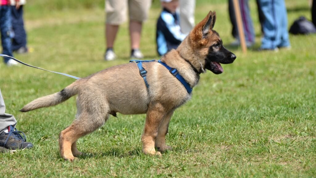 German shepherd puppy