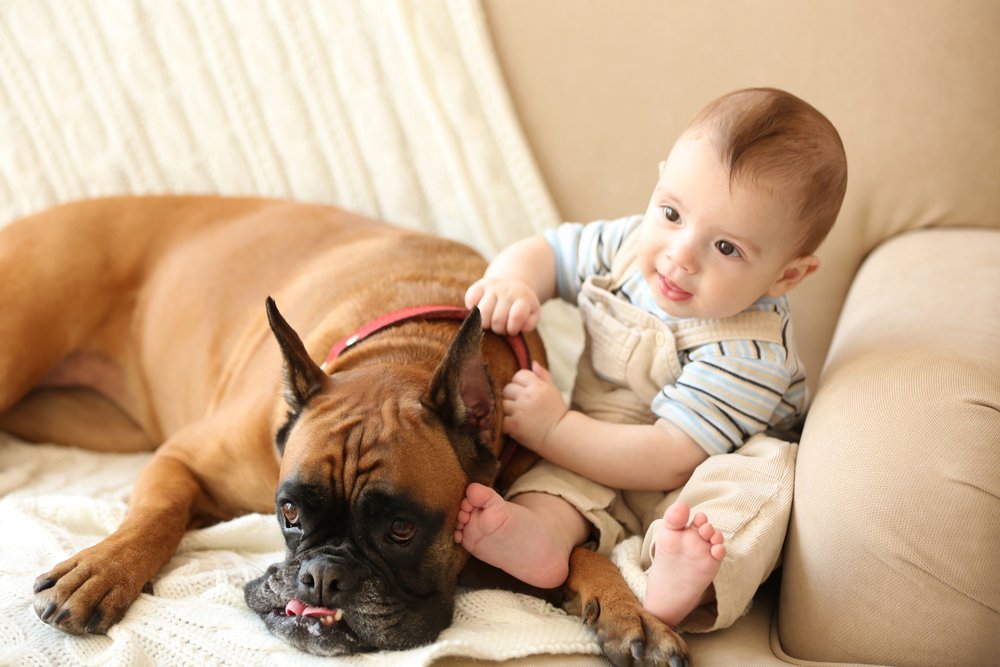 Little baby boy with boxer dog