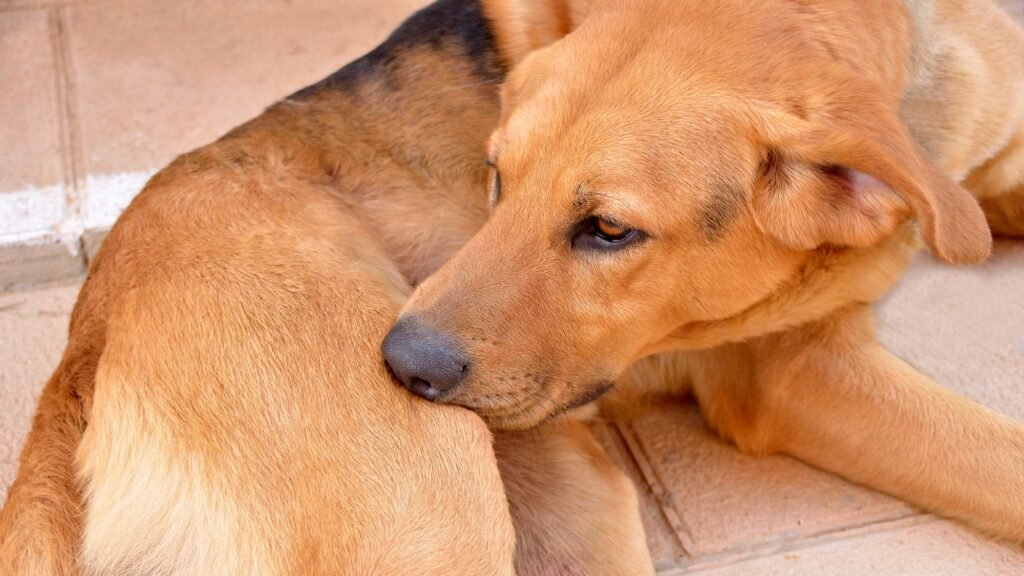 featured: dog biting skin