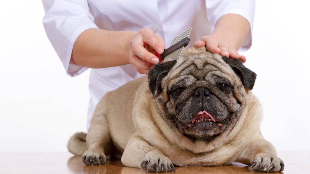 Pug grooming