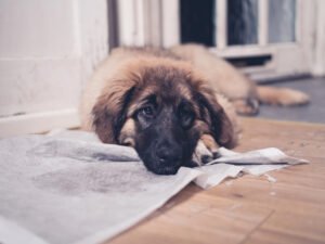 Leonberger puppy with head on dirty training pad