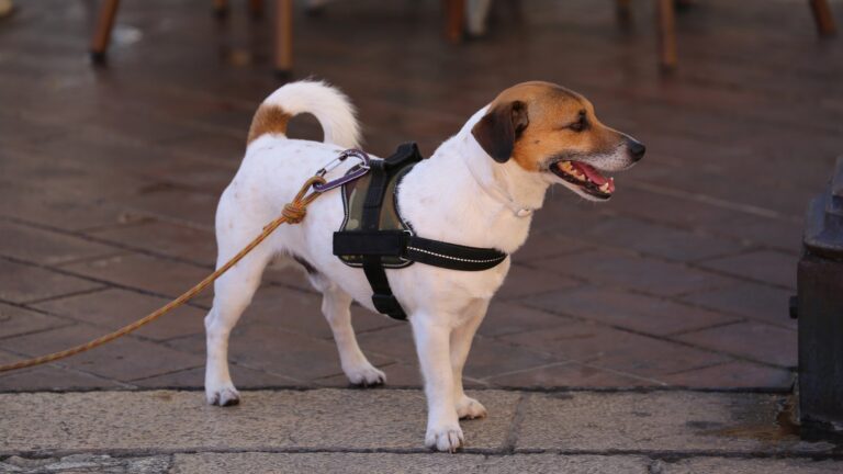 Jack Russell Terrier Wearing Harness
