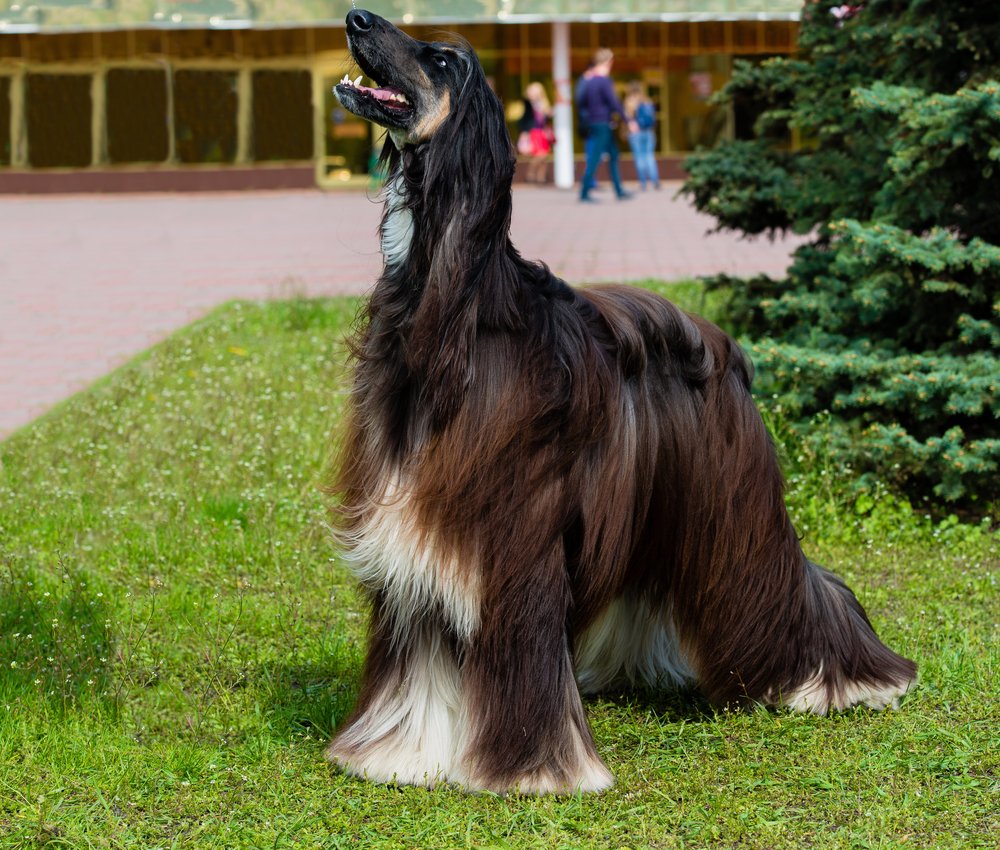 Afghan Hound barks
