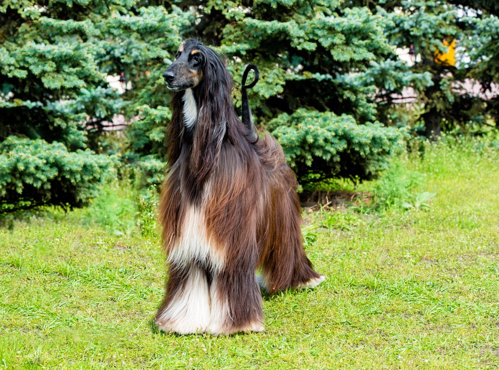 Afghan Hound stands