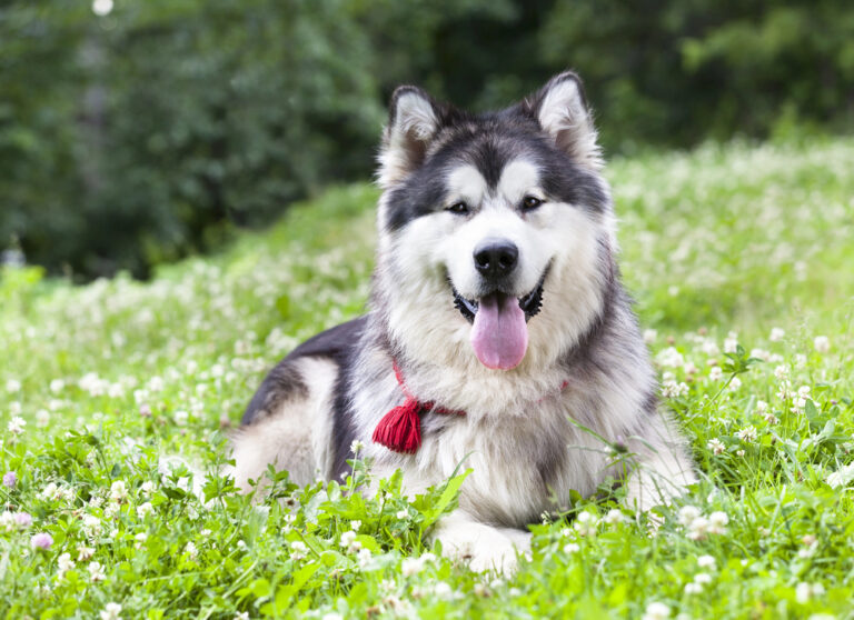 Alaskan malamute