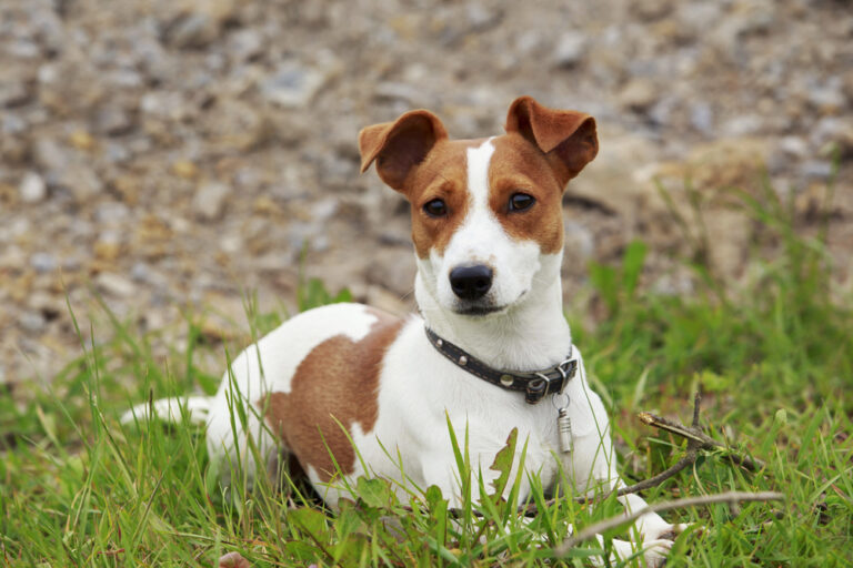 The Jack Russell Terrier dog