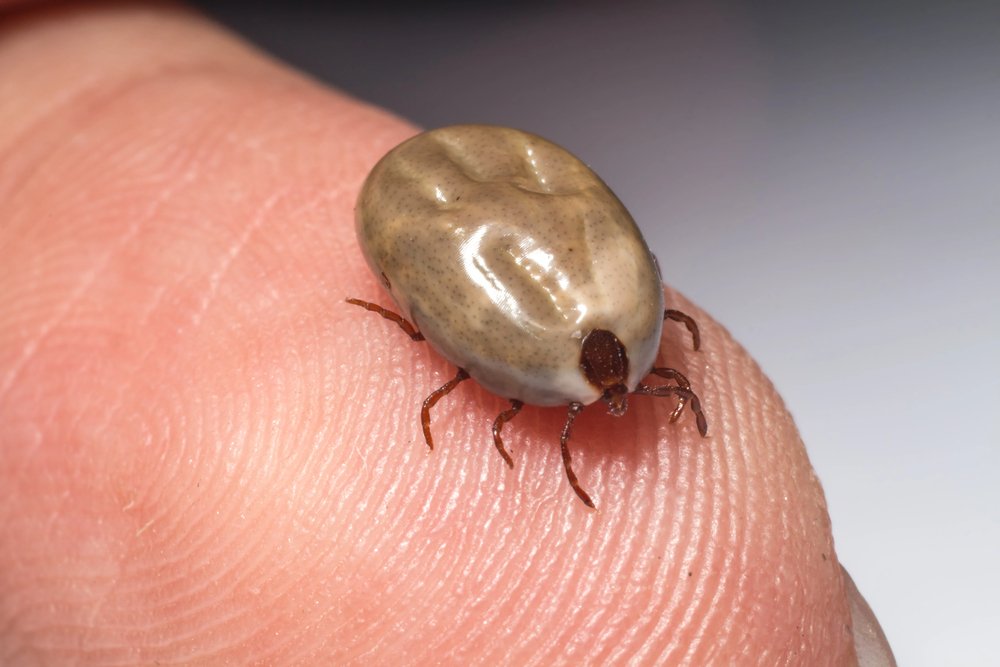 Big dog tick sucking blood is ready to breed