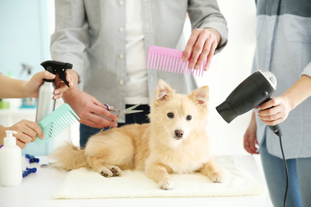 Spitz at groomer salon