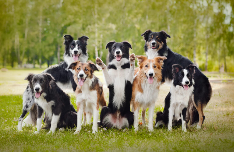 Border Collie