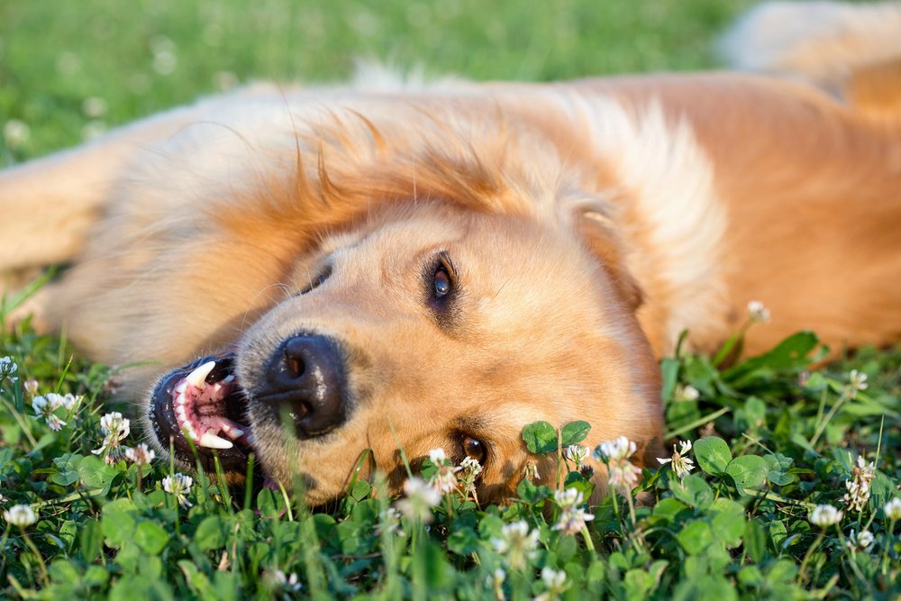 Happy dog lying on the grass. 