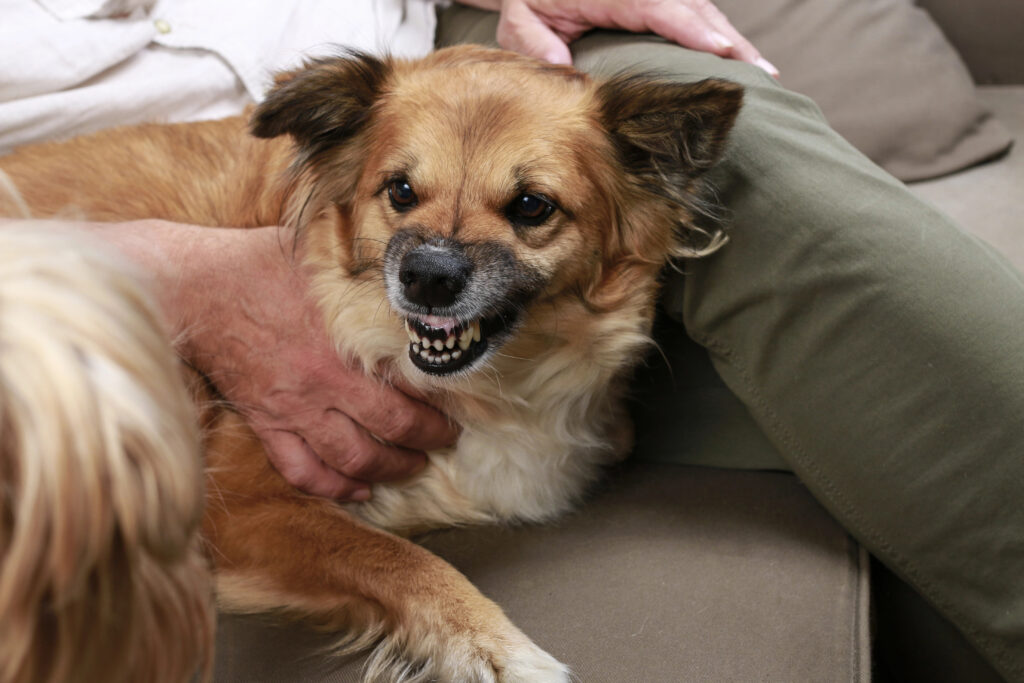 Angry dog.