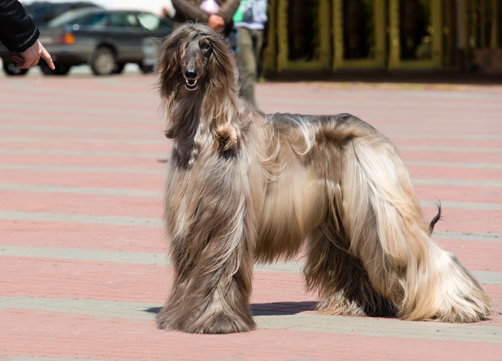 Afghan Hound under command