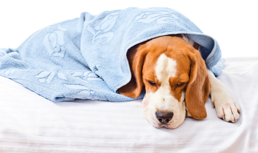 Sick dog sleeping.
