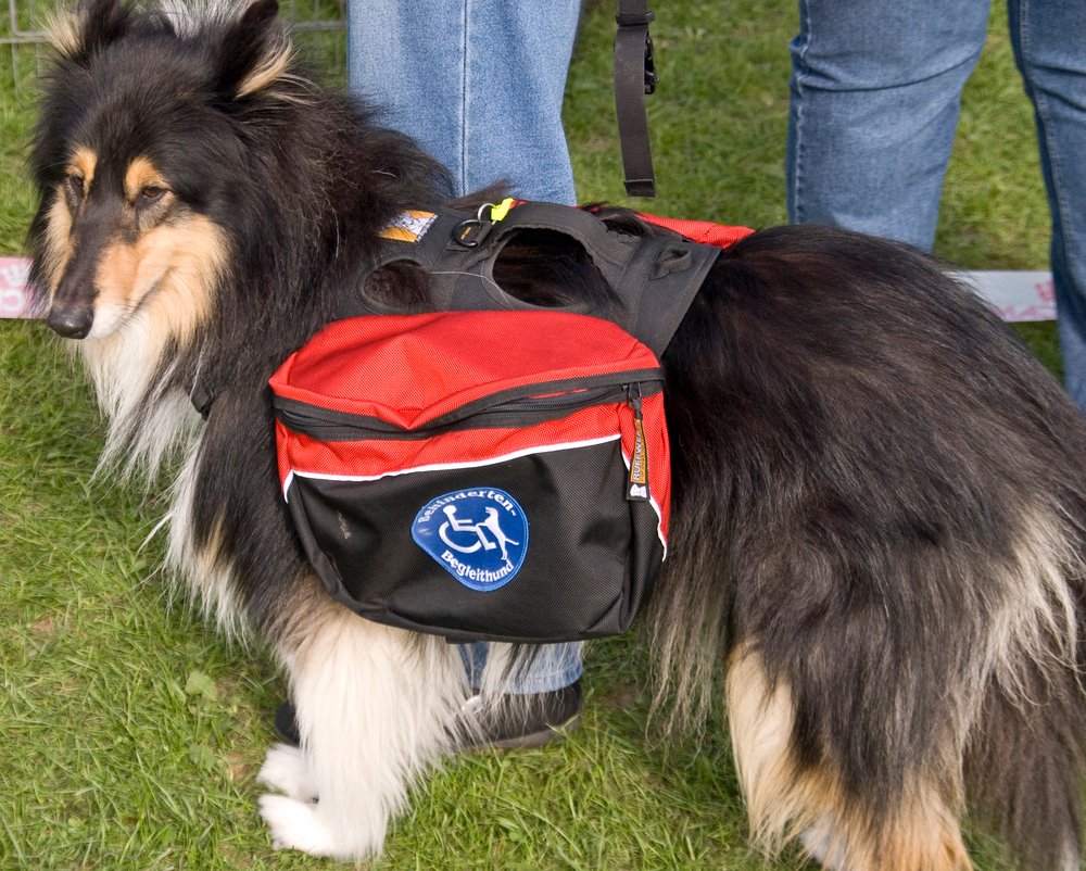 Service dog.