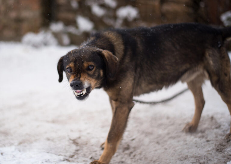 Angry dog growling.