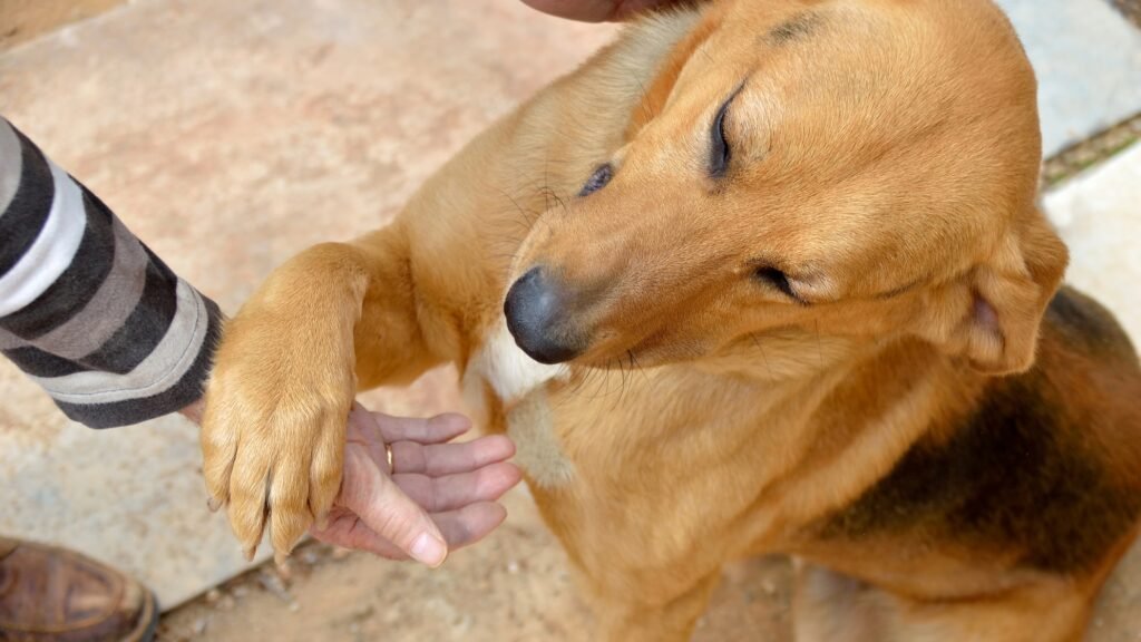 Dog touching with paw