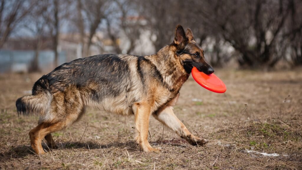 German shepherd playing with frisbee