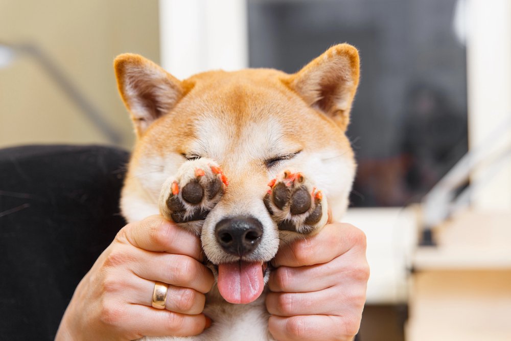 Shiba Inu dog an appointment at the beautician