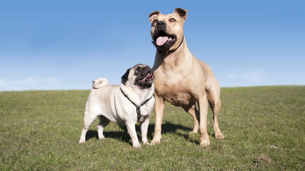Pug and pitbull.