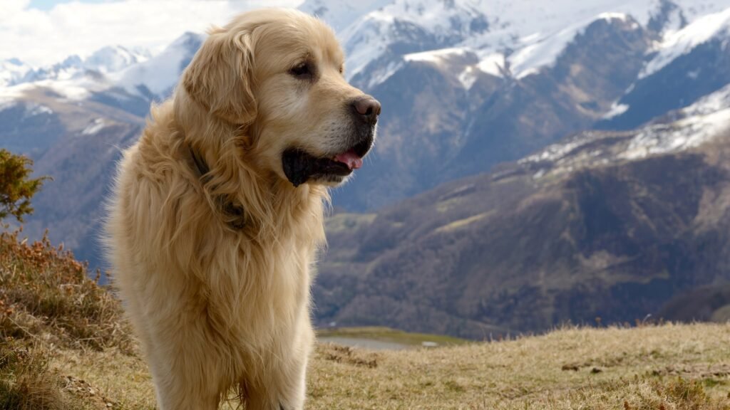 beautiful Pyrenean Mountain dog, snow background