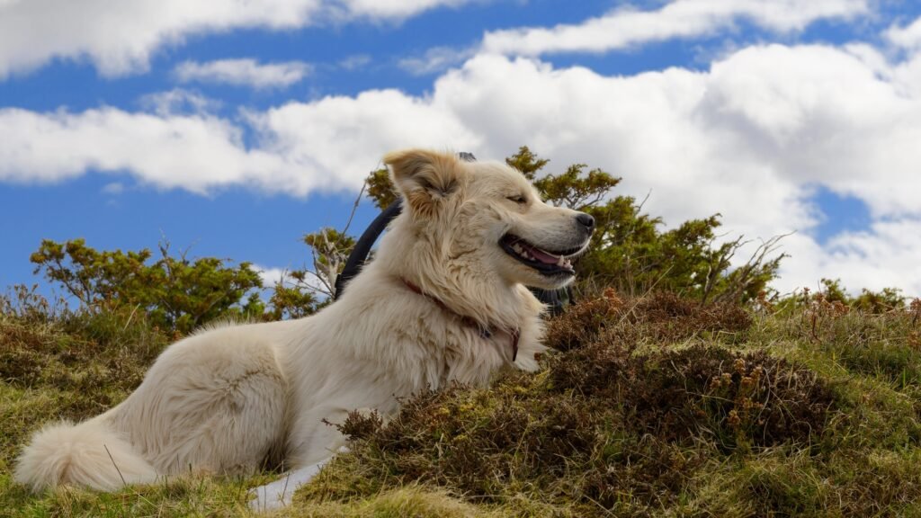 Great Pyrenees dog sitting with backdrop of blue sky 