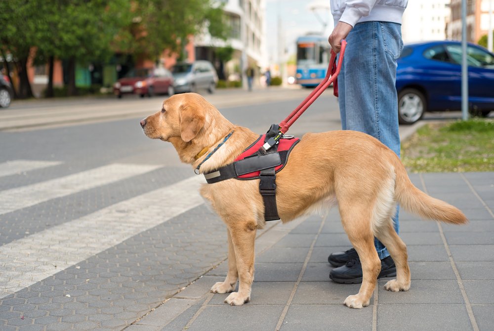 Guide dog is helping a blind man
